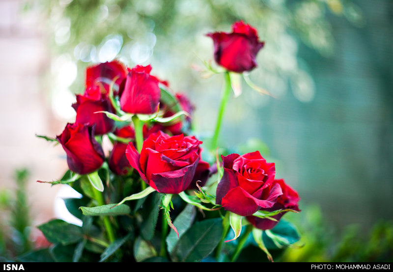 هزارتومان،گل،شاخه
